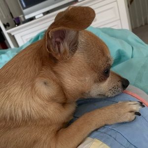 Meet your Posher, Casey